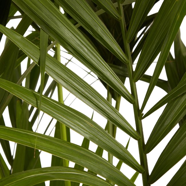 Kencja-palme 31 cm