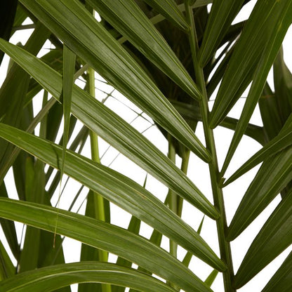 Kencja-palme 31 cm