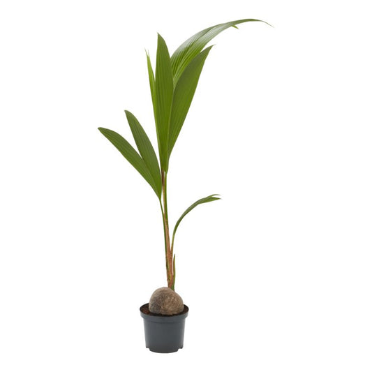 Kokospalme 17 cm