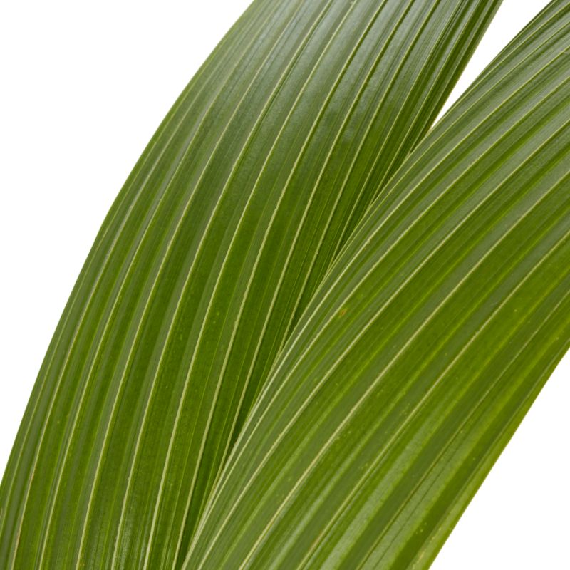 Kokospalme 17 cm