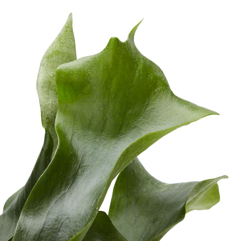 Hængende bregner mix 17 cm