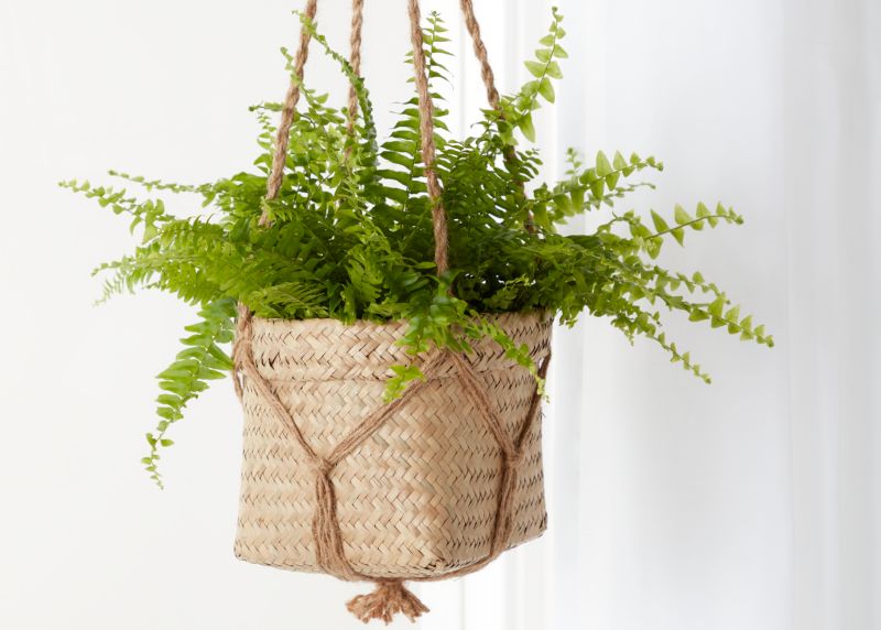GoodHome bregne 12 cm