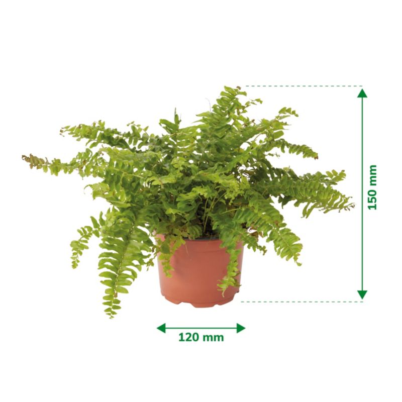 GoodHome bregne 12 cm