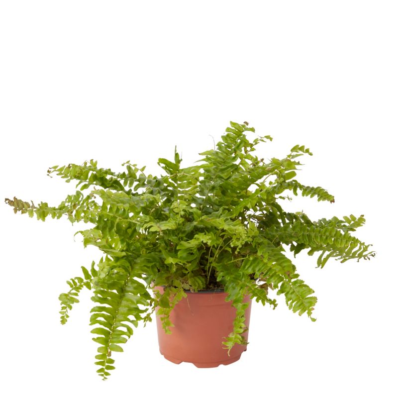 GoodHome bregne 12 cm