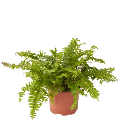 GoodHome bregne 12 cm