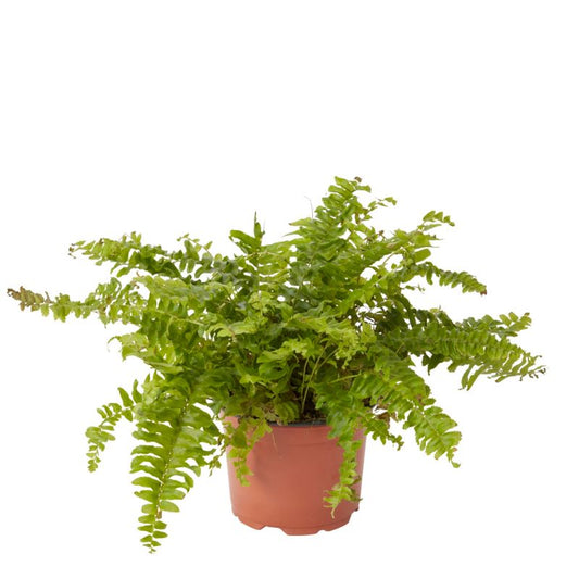 GoodHome bregne 12 cm