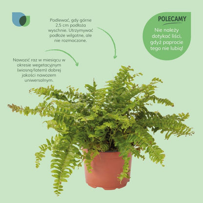 GoodHome bregne 12 cm
