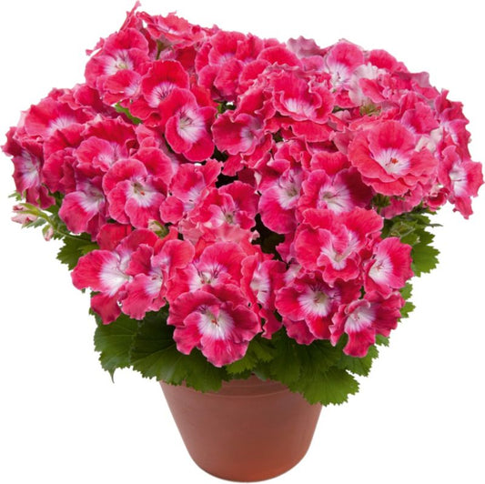 Engelsk pelargonie 13 cm