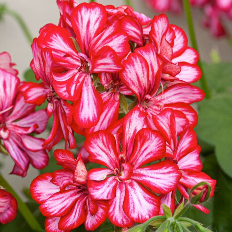 Pelargonia Candy Cane 11 cm