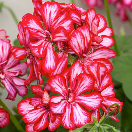 Pelargonia Candy Cane 11 cm