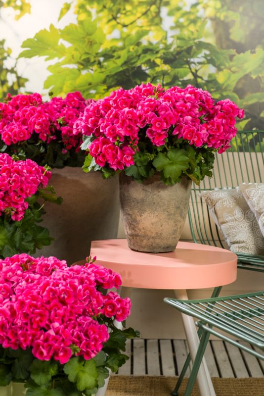 Pelargonia GoodHome Pretty Little 13 cm