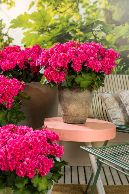 Pelargonia GoodHome Pretty Little 13 cm