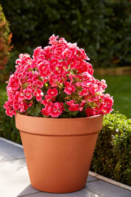 Pelargonia GoodHome Pretty Little 13 cm