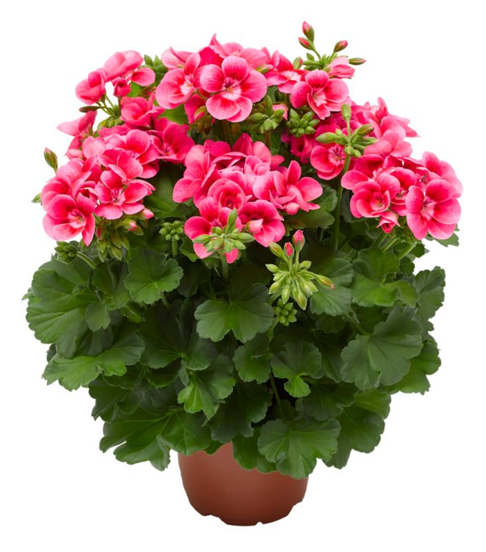 Pelargonia GoodHome Pretty Little 13 cm