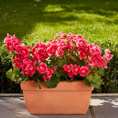 Pelargonie GoodHome Pretty Little 23 cm