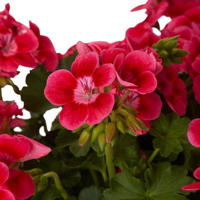 Pelargonie GoodHome Pretty Little 23 cm