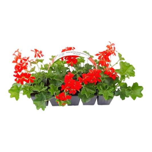 Pelargonia kaskade 10-pak