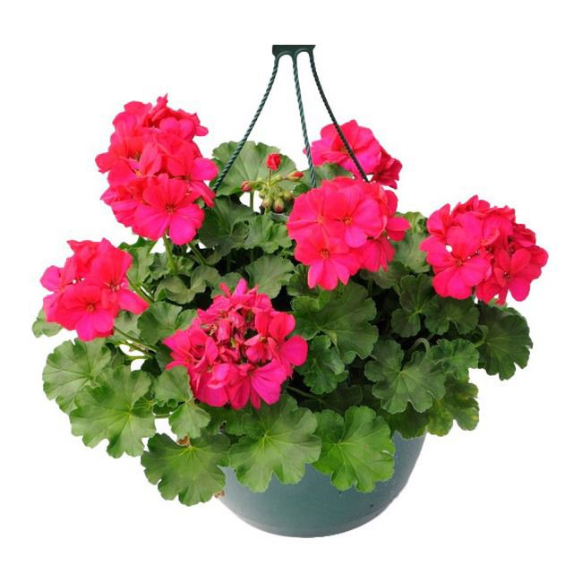 Pelargonie i kurv til balkon og terrasse