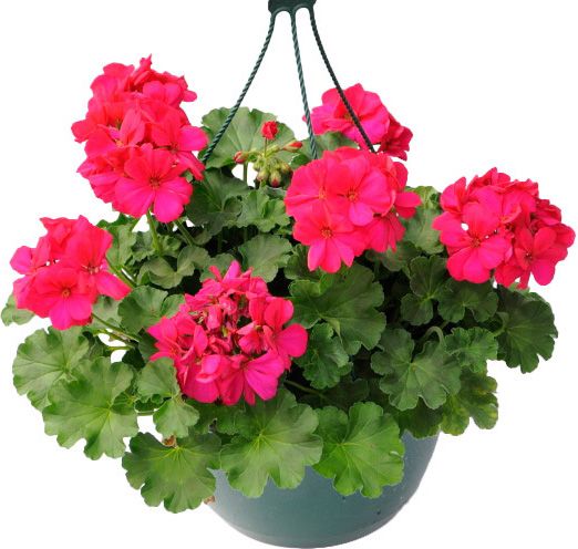 Pelargonie i kurv til balkon og terrasse