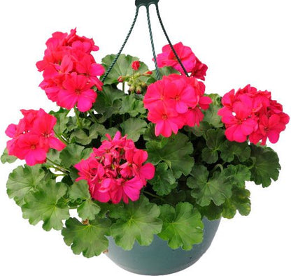 Pelargonie i kurv til balkon og terrasse