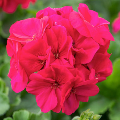 Pelargonia Peltatum Hot Pink 11 cm