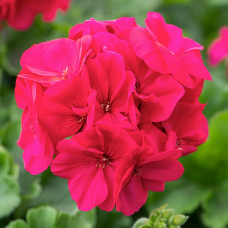 Pelargonia Peltatum Hot Pink 11 cm