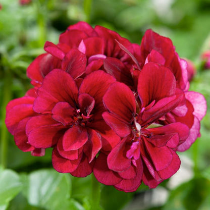 Pelargonia Peltatum Night 11 cm – dyb mørkebordeaux balkonblomst