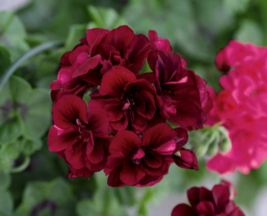 Pelargonia Peltatum Night 11 cm – dyb mørkebordeaux balkonblomst