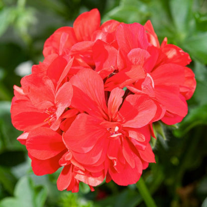Pelargonia Peltatum Scarlet 11 cm – levende balkonblomst med intens skarlagenrød farve
