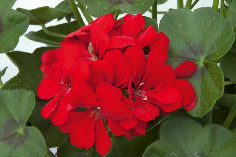 Pelargonia Peltatum Scarlet 11 cm – levende balkonblomst med intens skarlagenrød farve