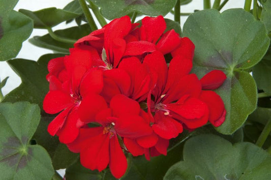 Pelargonia Peltatum Scarlet 11 cm – levende balkonblomst med intens skarlagenrød farve