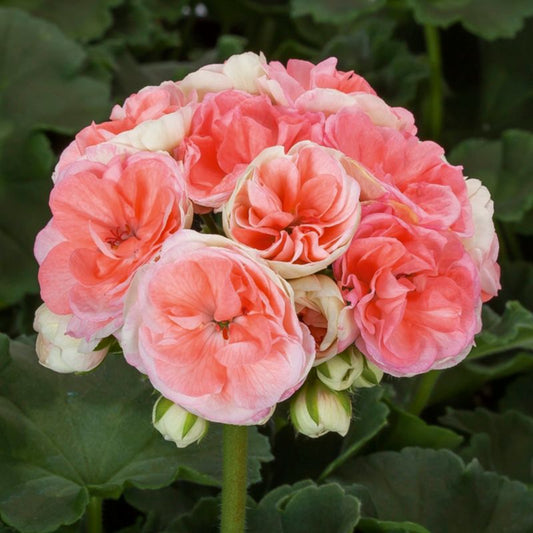 Pelargonia Rosalie 13 cm lyserød