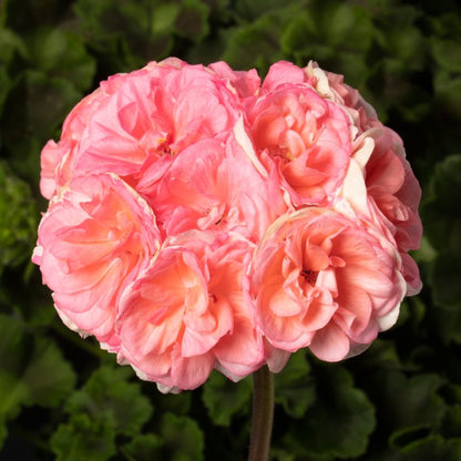Pelargonia Rosalie 13 cm lyserød