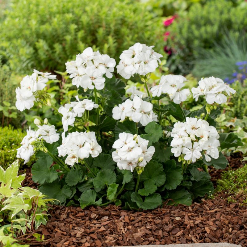 Pelargonia Sunrise Paloma 13 cm