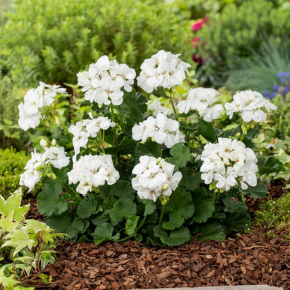 Pelargonia Sunrise Paloma 13 cm