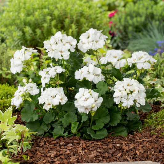 Pelargonia Sunrise Paloma 13 cm