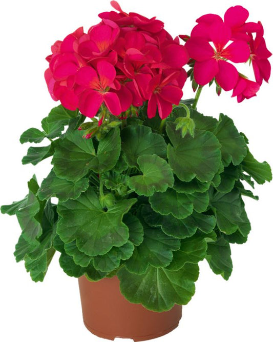 Pelargonia Verve tofarvet i potte 10,5 cm højde 20 cm