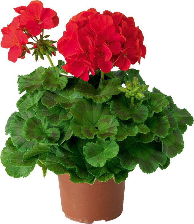 Pelargonia Verve tofarvet i potte 10,5 cm højde 20 cm