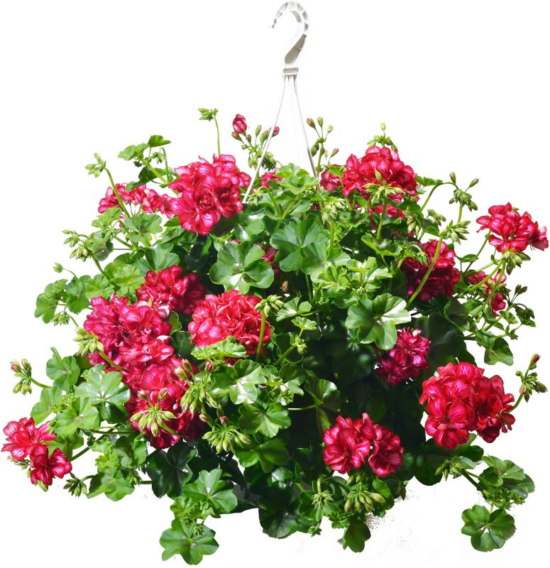 Pelargonie Verve mix i potte 23 cm, højde 40 cm