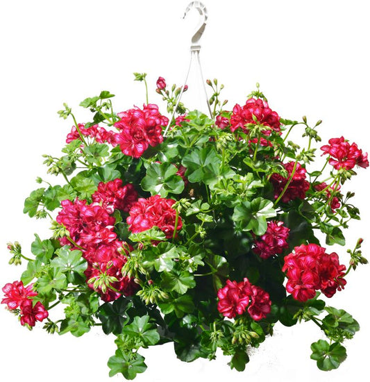 Pelargonie Verve mix i potte 23 cm, højde 40 cm
