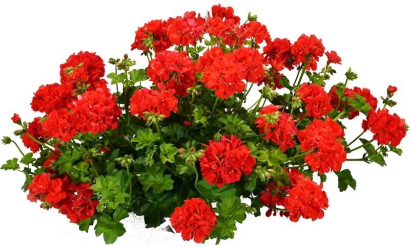 Pelargonie Verve mix i potte 23 cm, højde 40 cm
