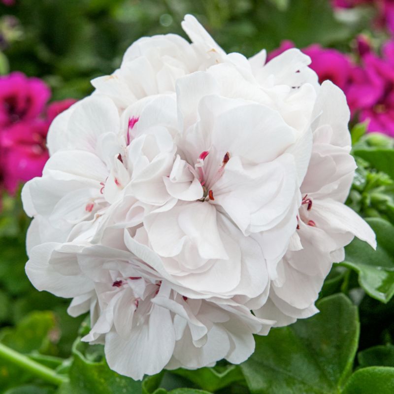 Pelargonia White Wings 11 cm