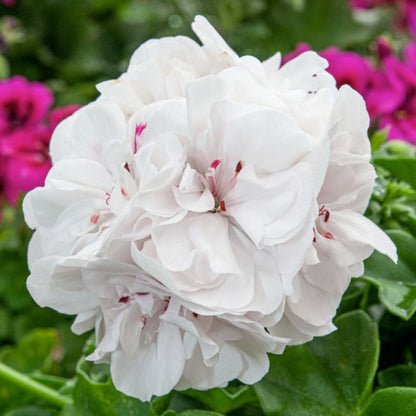 Pelargonia White Wings 11 cm