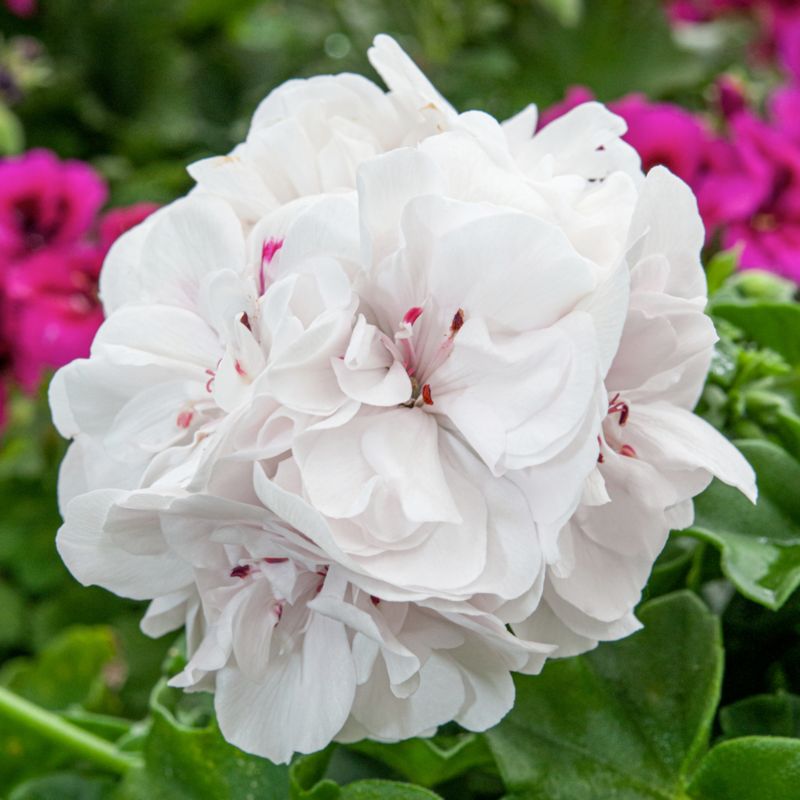 Pelargonia White Wings 11 cm