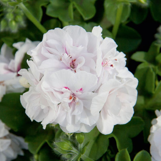 Pelargonia White Wings 11 cm