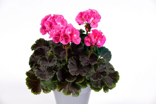 Pelargonia Zonale Chocolate 13 cm
