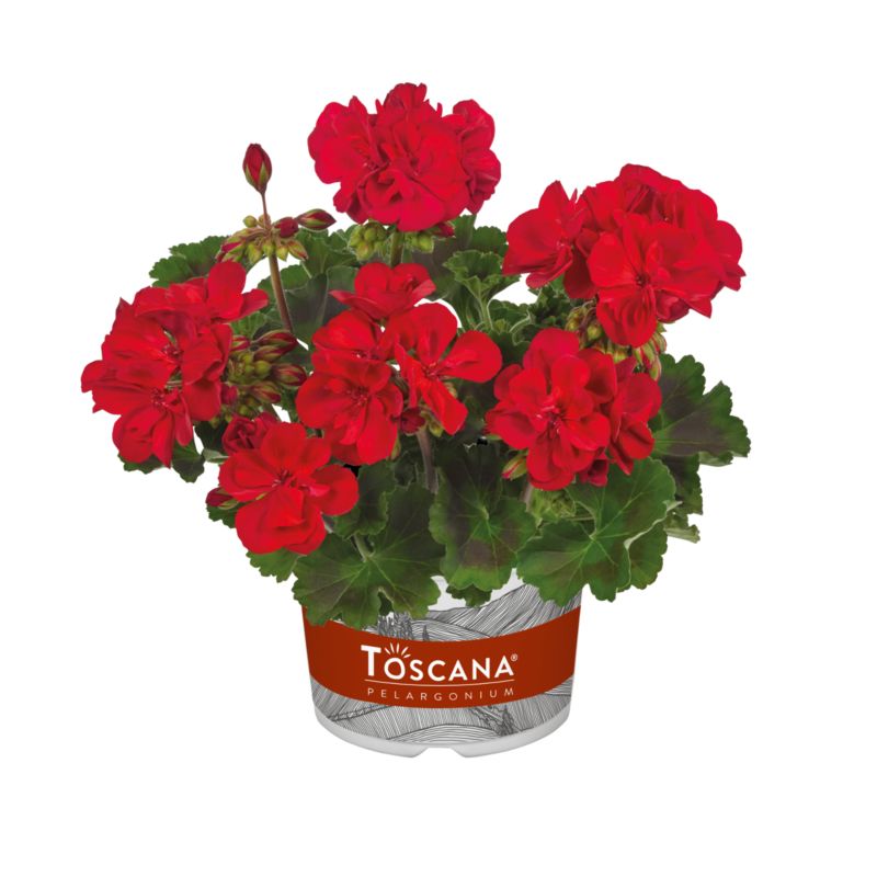 Pelargonia Zonale Gisela 13 cm