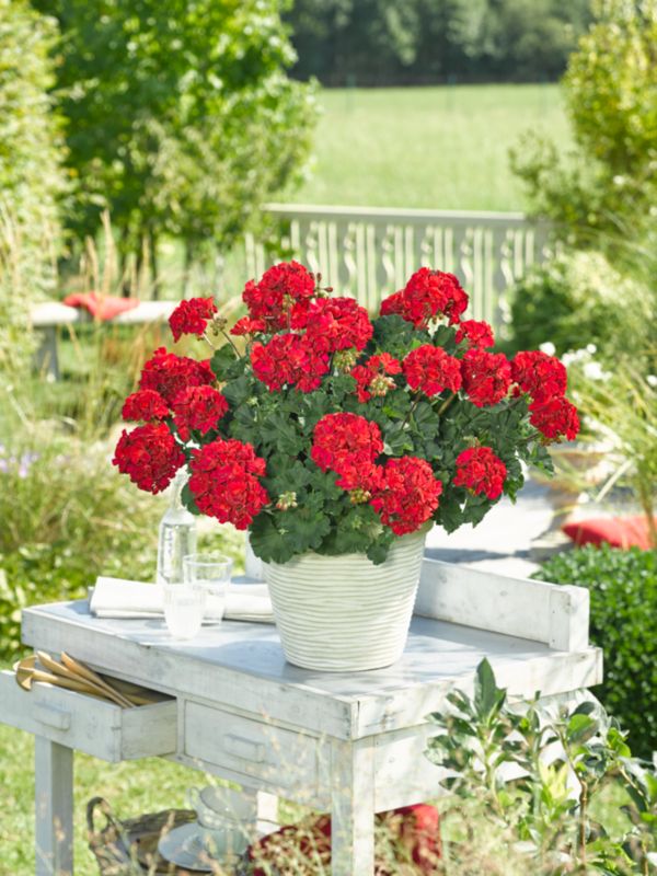 Pelargonia Zonale Gisela 13 cm