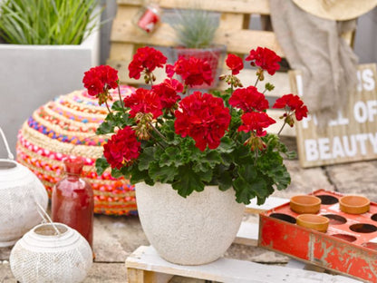 Pelargonia Zonale Gisela 13 cm