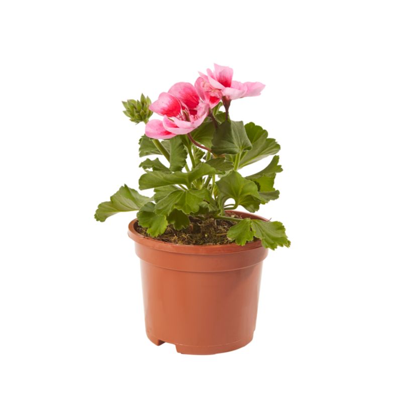 Pelargonia Zonale i 10 cm potte